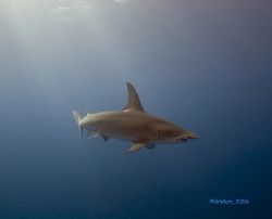 Great Hammer Head from an intersting angle, Grand Bahama
... by Dan Blum 